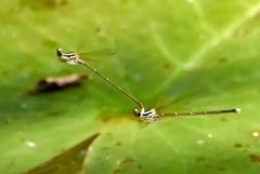 Pseudocopera ciliata