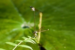 Pseudocopera ciliata