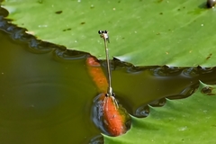 Pseudocopera ciliata