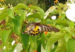 Troides minos