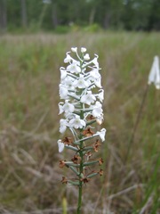 Platanthera nivea