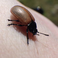 Chrysomela crotchi