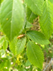 Cantharis rufa