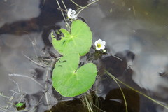 Nymphoides cordata