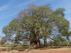 Ficus natalensis