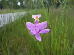 Calopogon tuberosus