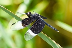 Neurothemis tullia
