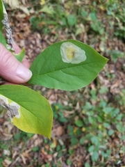 Leucanthiza dircella