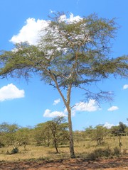 Vachellia seyal