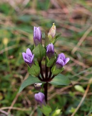 Gentianella campestris baltica