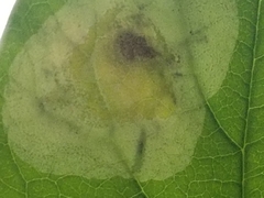 Leucanthiza dircella