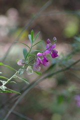 Polygala virgata