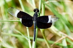 Neurothemis tullia