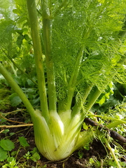 Foeniculum vulgare dulce