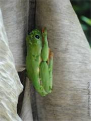 Agalychnis moreletii