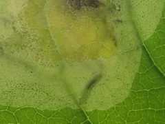 Leucanthiza dircella