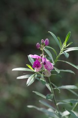 Polygala virgata