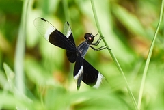 Neurothemis tullia