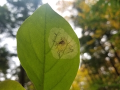 Leucanthiza dircella