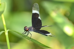 Neurothemis tullia