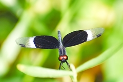 Neurothemis tullia