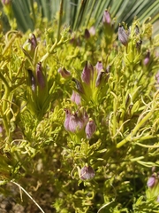 Cordylanthus wrightii wrightii