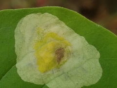 Leucanthiza dircella