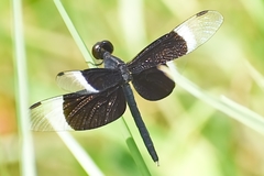 Neurothemis tullia