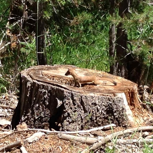 iNaturalist observation photo of Long-tailed Weasel