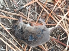 Sorex vagrans