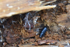 Menephilus cylindricus