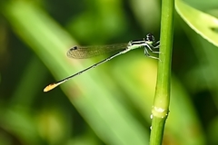 Agriocnemis pygmaea