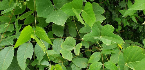 Pueraria lobata iNat (2)