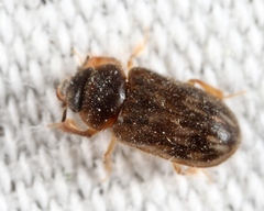 Heterocerus fenestratus