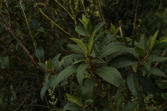 Myrsine coriacea
