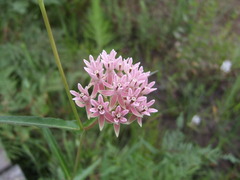 Asclepias rubra