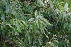 Brachylaena transvaalensis