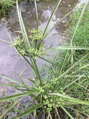 Cyperus ochraceus