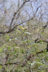 Brachylaena transvaalensis