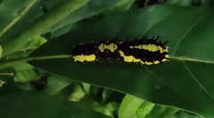 Papilio clytia