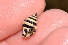Engina zonalis
