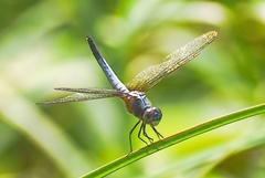 Brachydiplax chalybea