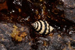 Engina zonalis