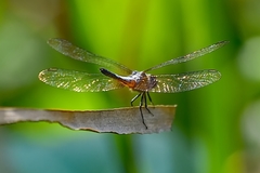 Brachydiplax chalybea