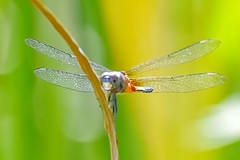 Brachydiplax chalybea