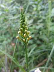 Platanthera chapmanii