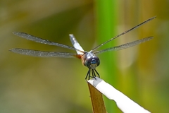 Brachydiplax chalybea