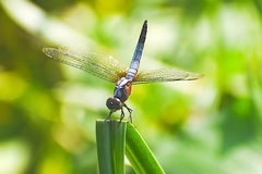 Brachydiplax chalybea