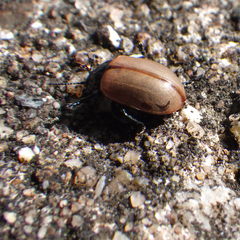 Chrysomela crotchi