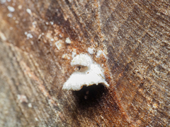 Cylindrobasidium laeve